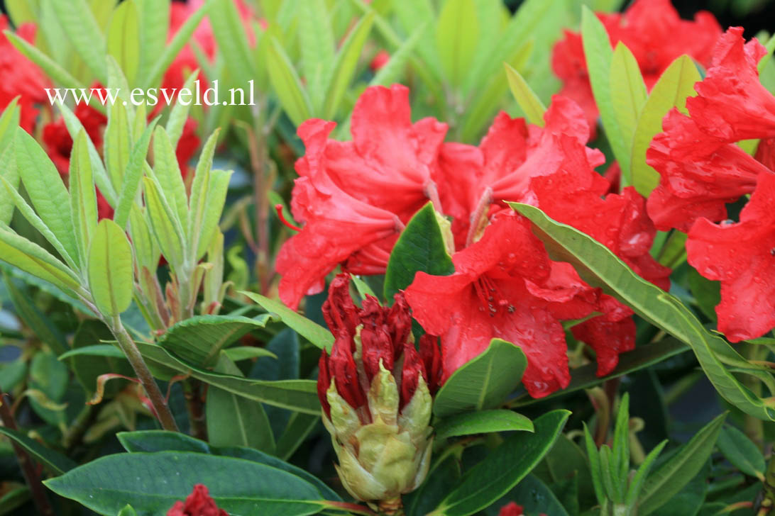 Rhododendron 'Vulcan's Flame'
