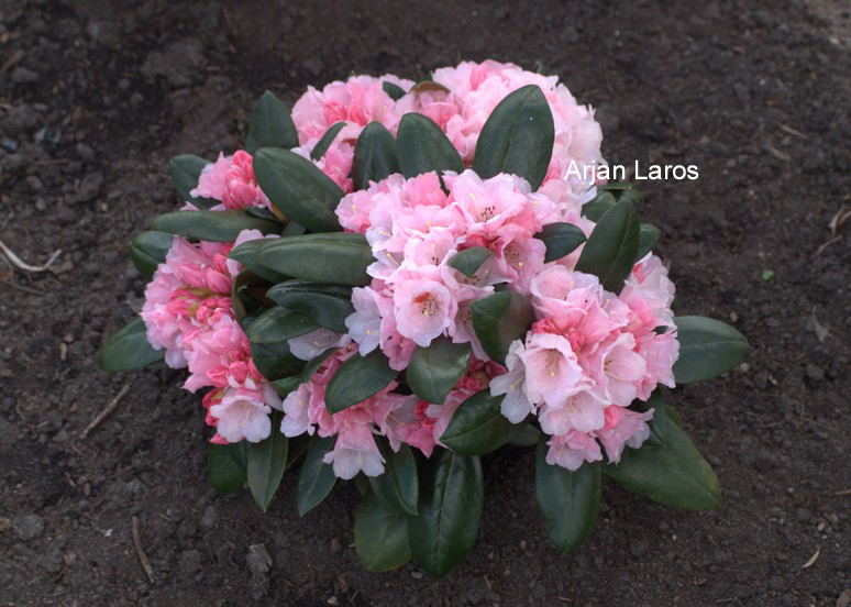 Rhododendron 'Wanna Bee' (57262)