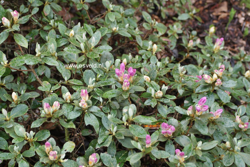 Rhododendron 'Wigeon'