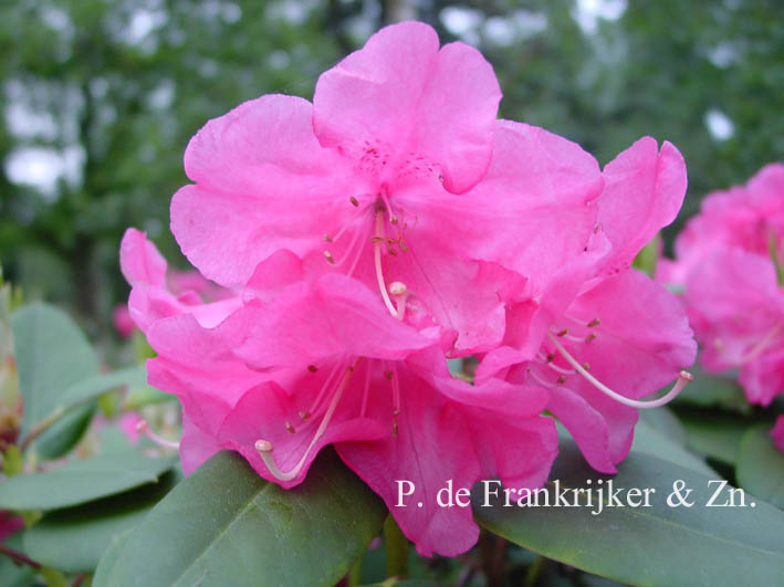 Rhododendron 'Willbrit'