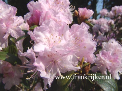 Rhododendron 'Windbeam'