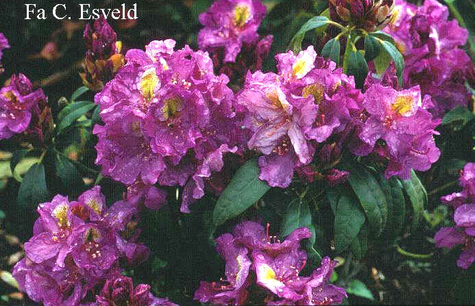 Rhododendron 'Windsor Lad'