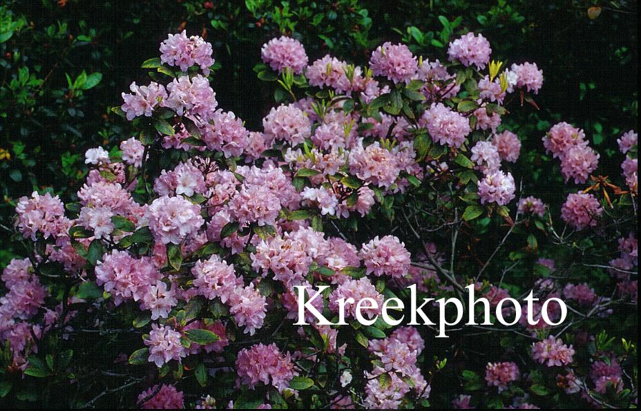 Rhododendron 'Wyanokie'