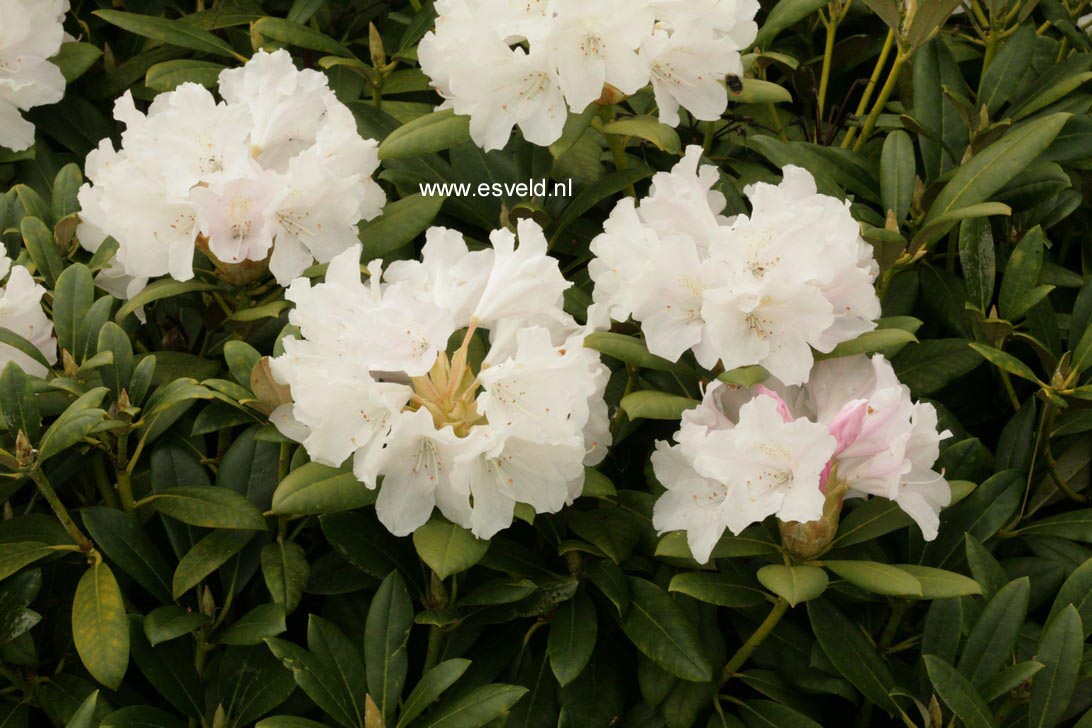 Rhododendron 'Yaku Duke' (19302)