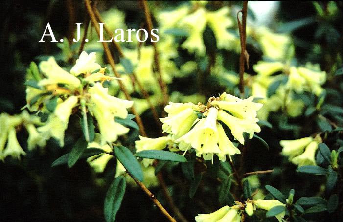 Rhododendron 'Yellow Hammer'
