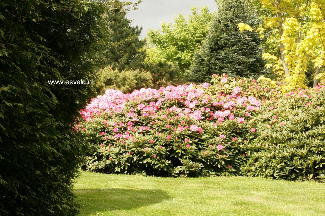 Rhododendron 'Zauberfl&ouml;te'