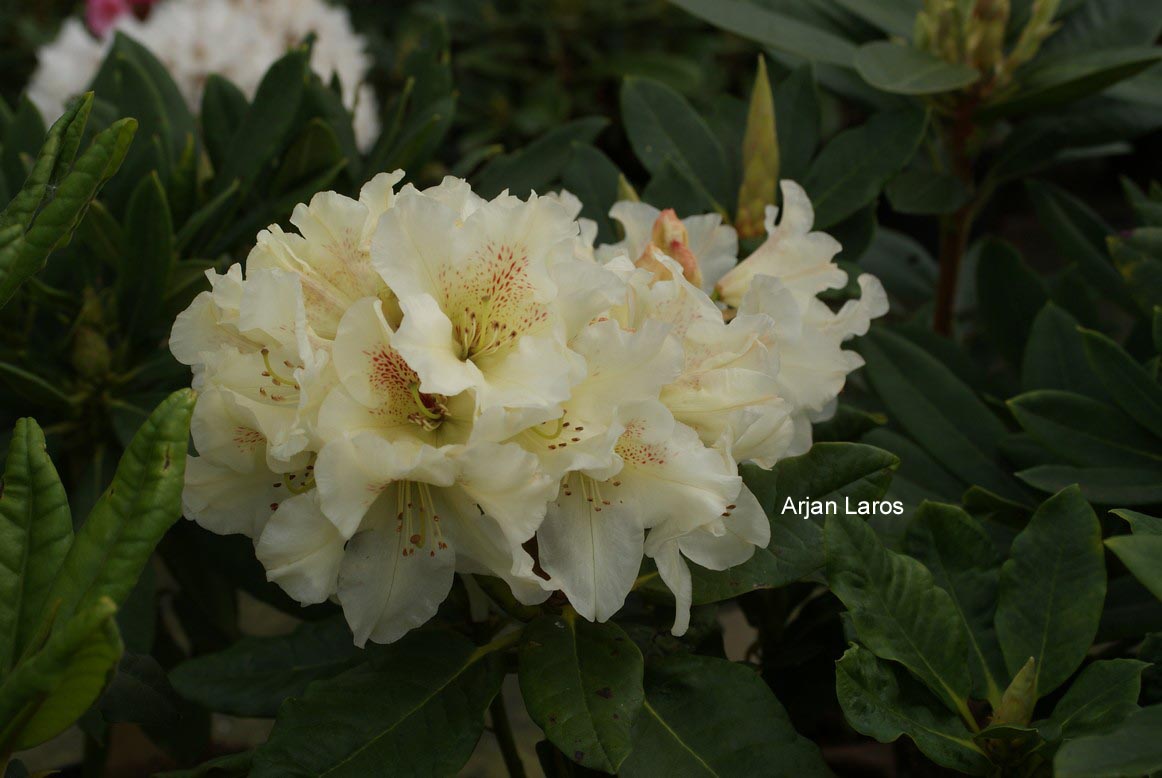 Rhododendron 'Zuiderzee'