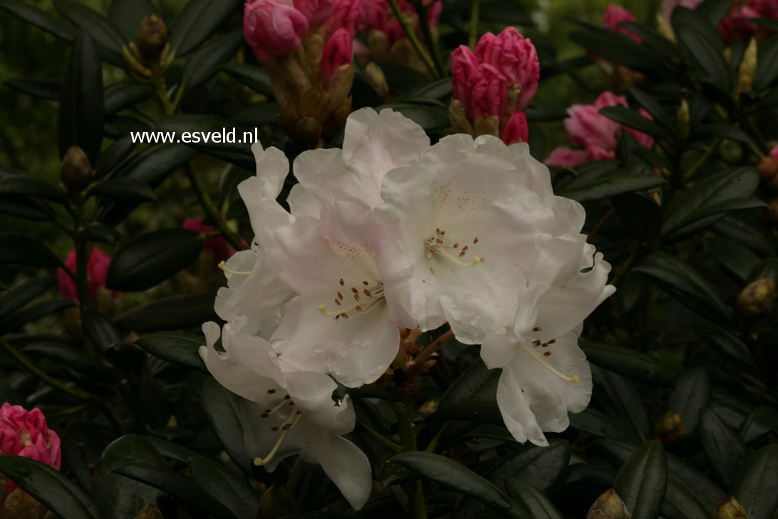 Rhododendron aberconwayi x yakushimanum