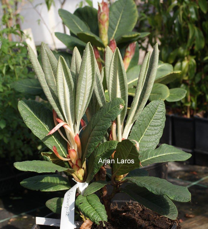 Rhododendron adenosum