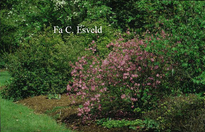 Rhododendron albrechtii