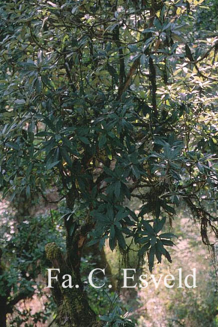 Rhododendron arboreum