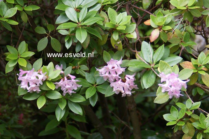 Rhododendron arbutifolium