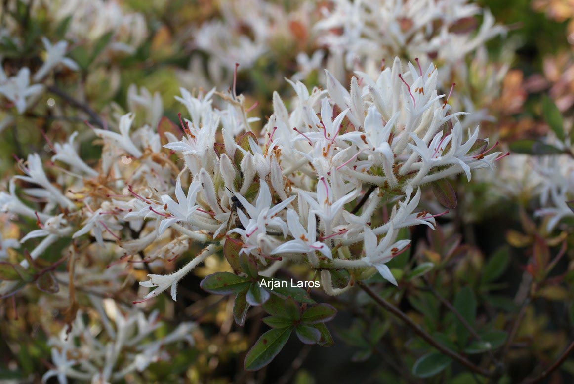 Rhododendron atlanticum