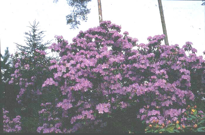 Rhododendron augustinii 'Magor' Rhododendron augustinii 'Magor'