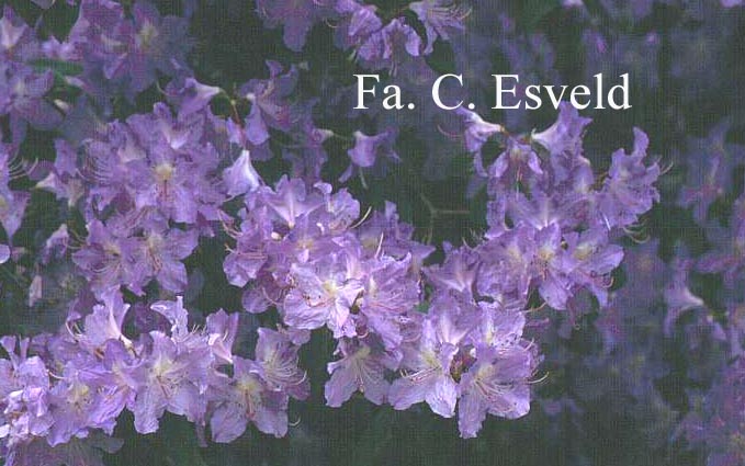 Rhododendron augustinii