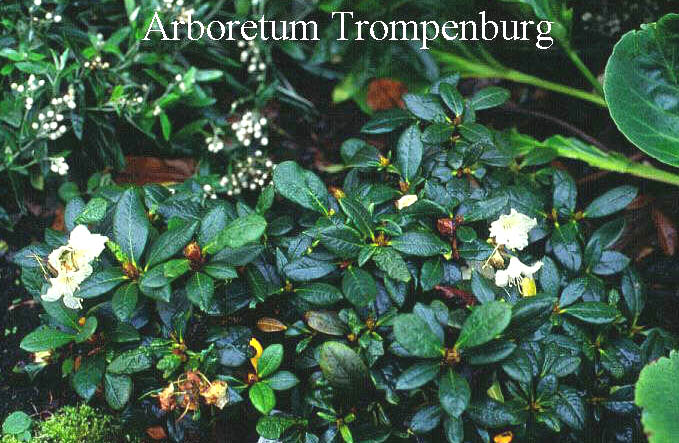 Rhododendron aureum Rhododendron aureum