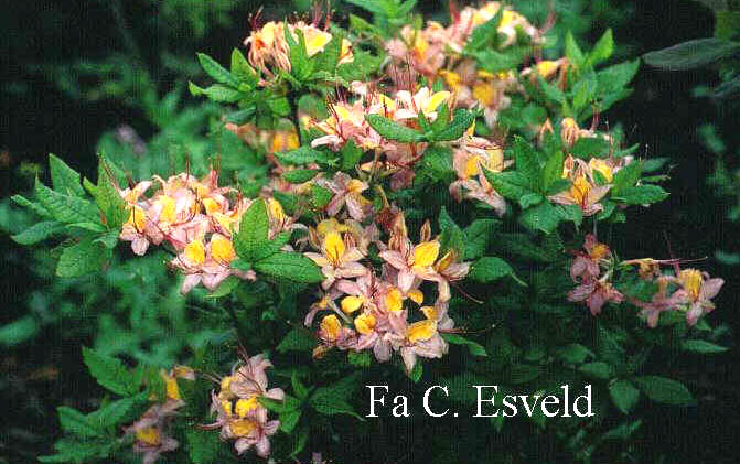 Rhododendron bakeri Rhododendron bakeri