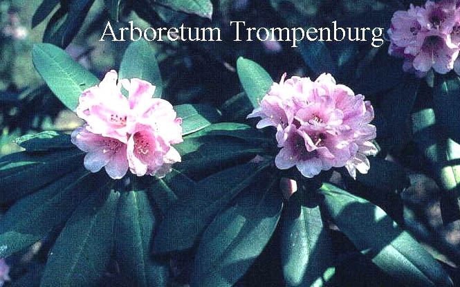 Rhododendron beesianum