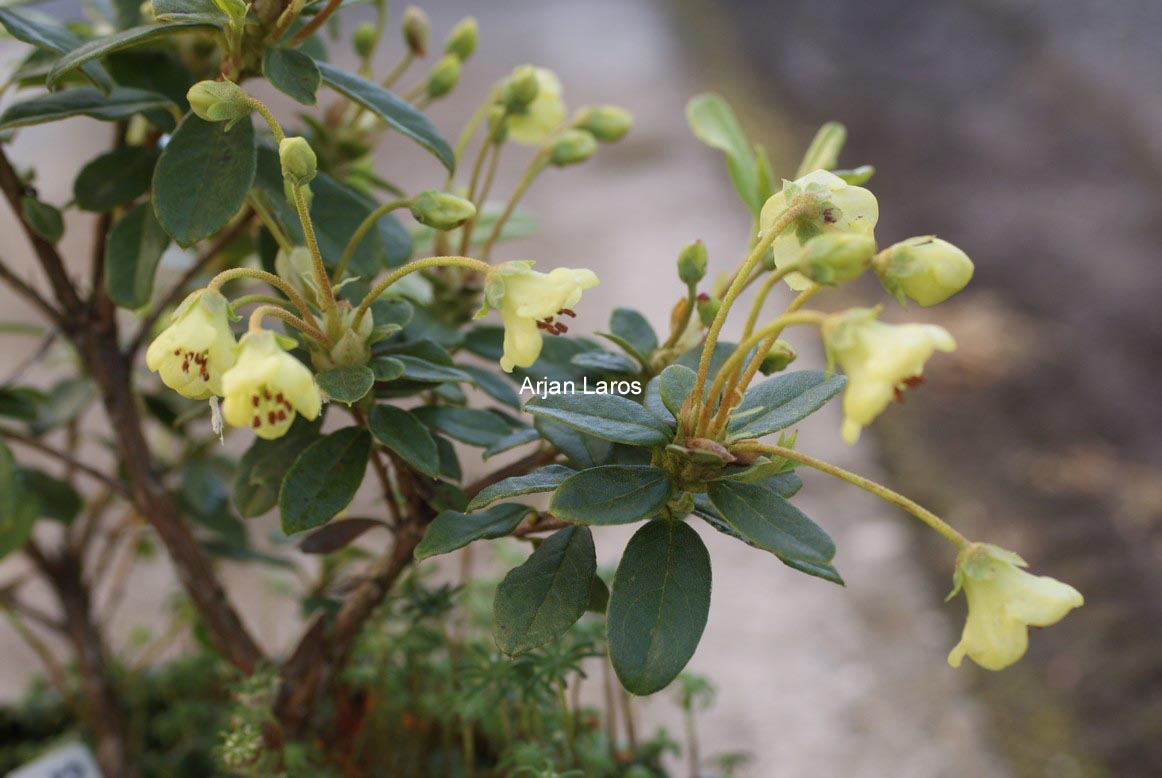 Rhododendron brachyanthum hypolepidotum