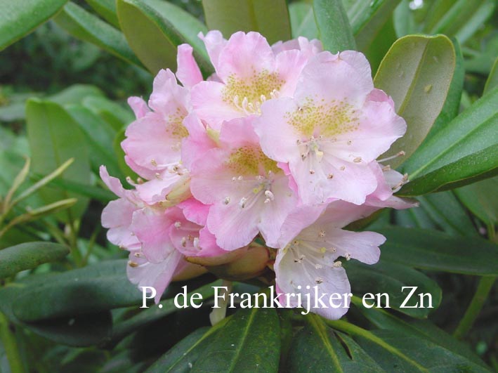 Rhododendron brachyanthum
