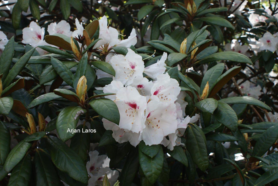 Rhododendron bureavioides