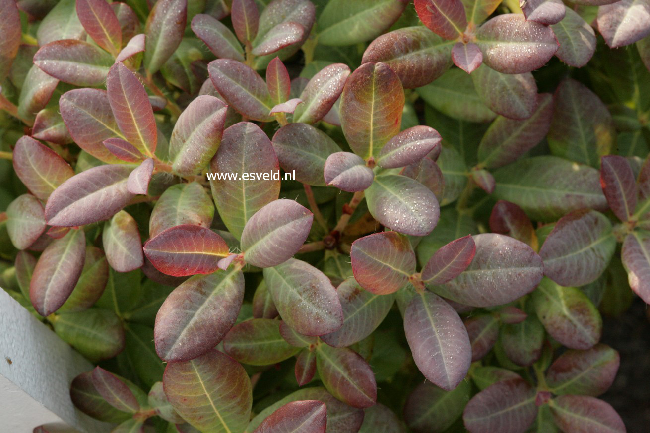 Rhododendron caesium