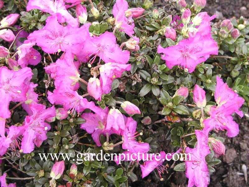 Rhododendron calostrotum keleticum