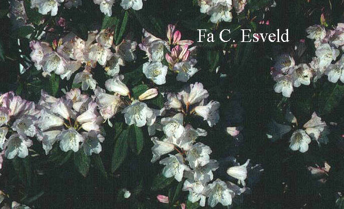 Rhododendron campanulatum 'Knap Hill'