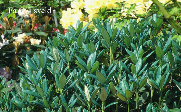 Rhododendron campanulatum aeruginosum