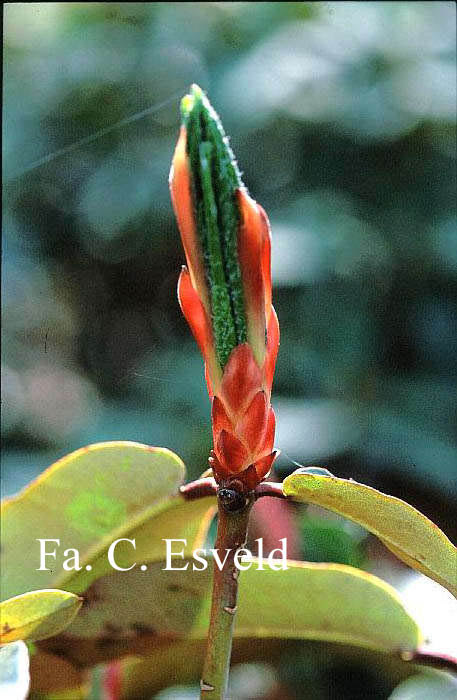 Rhododendron campanulatum