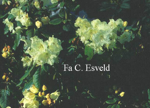 Rhododendron campylocarpum 'Elatum'