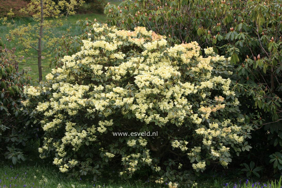 Rhododendron campylocarpum