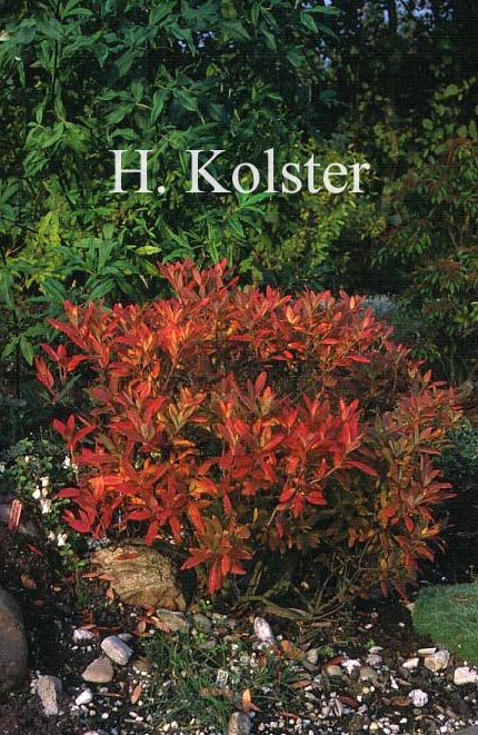 Rhododendron canadense