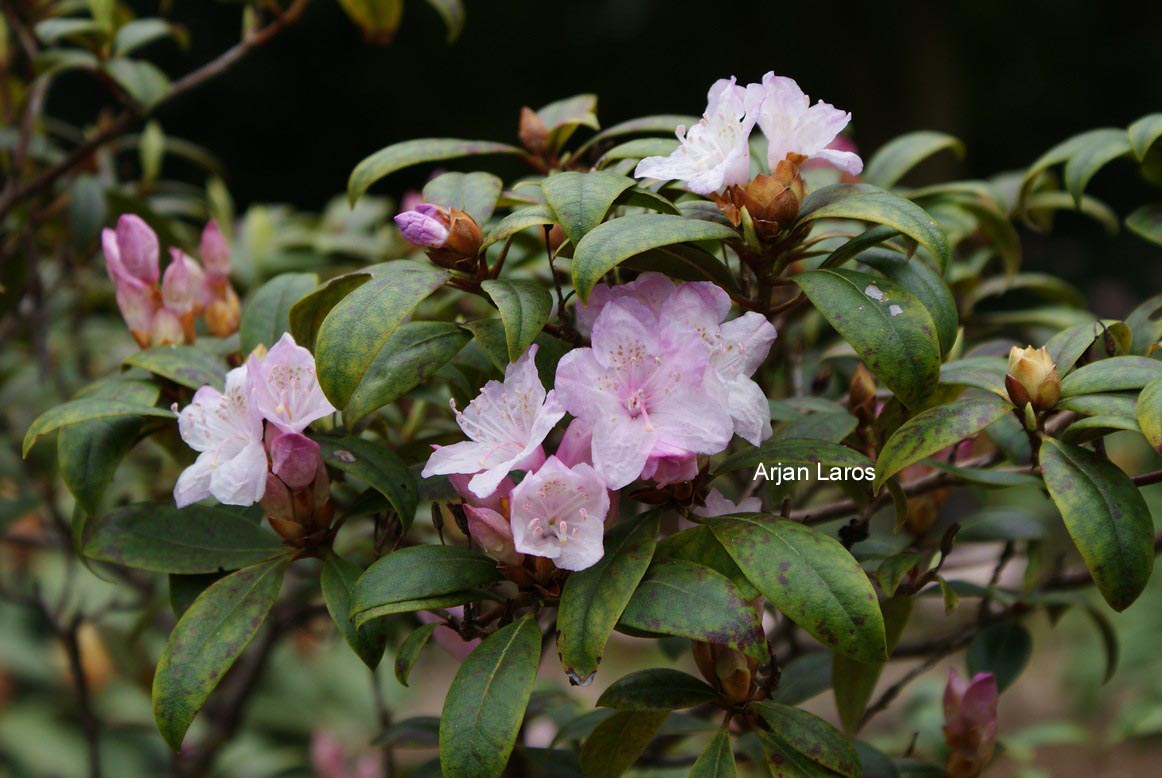 Rhododendron carolinianum