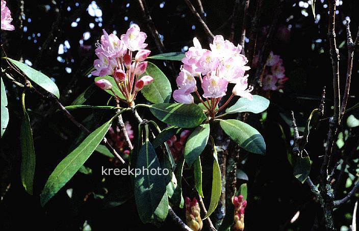 Rhododendron catawbiense
