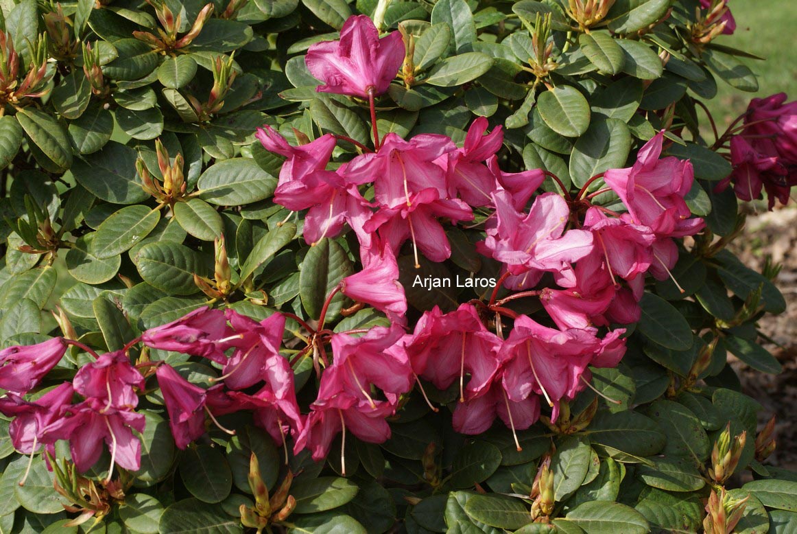 Rhododendron chamaethomsonii