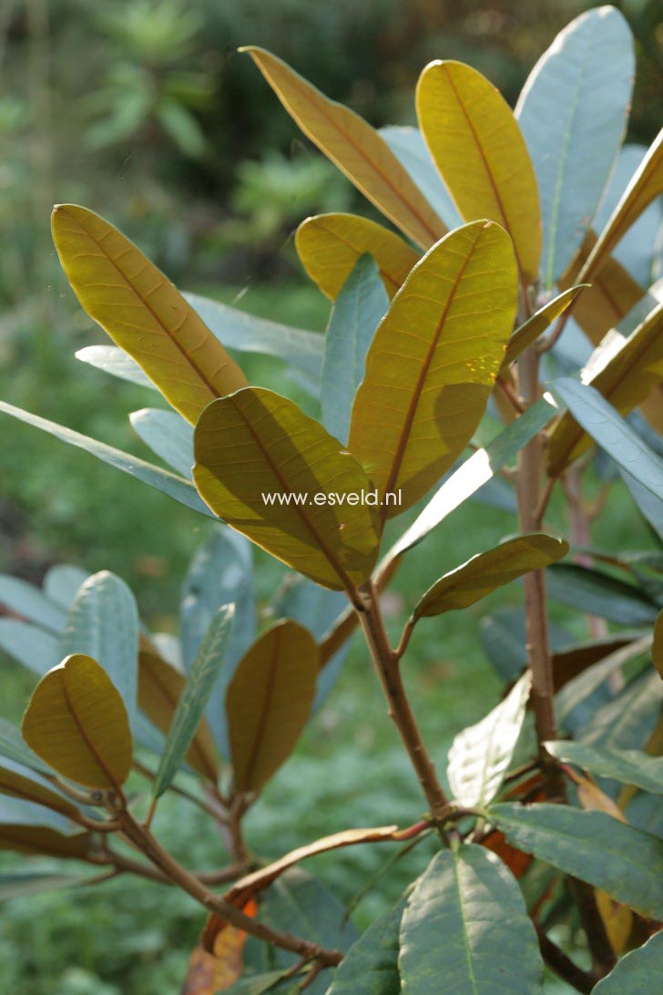 Rhododendron ciliatum