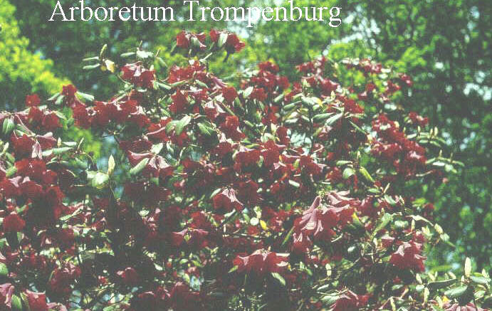 Rhododendron cinnabarinum 'Roylei' Rhododendron cinnabarinum 'Roylei'