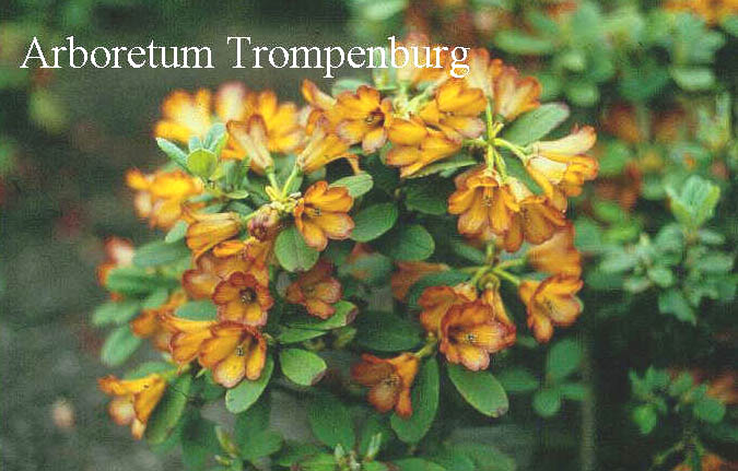 Rhododendron citriniflorum