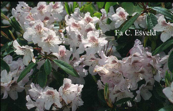 Rhododendron clementinae (6530)
