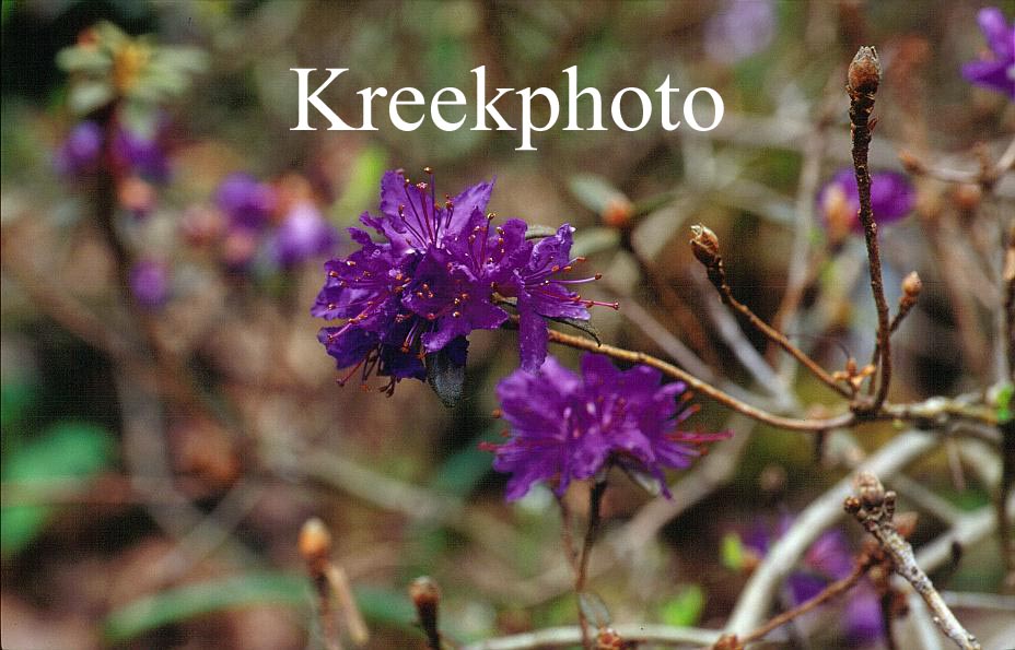 Rhododendron complexum