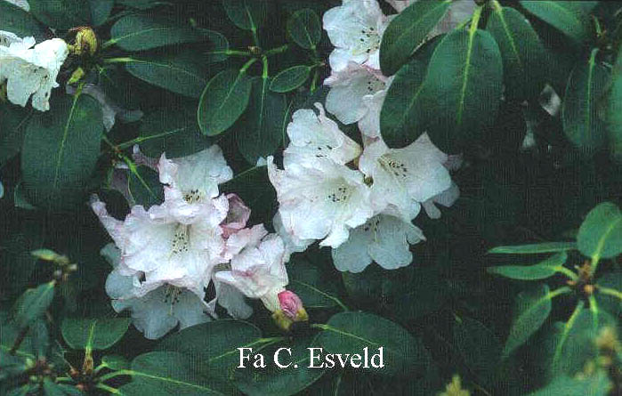 Rhododendron cyanocarpum