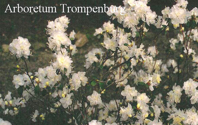 Rhododendron dauricum 'Albiflorum'