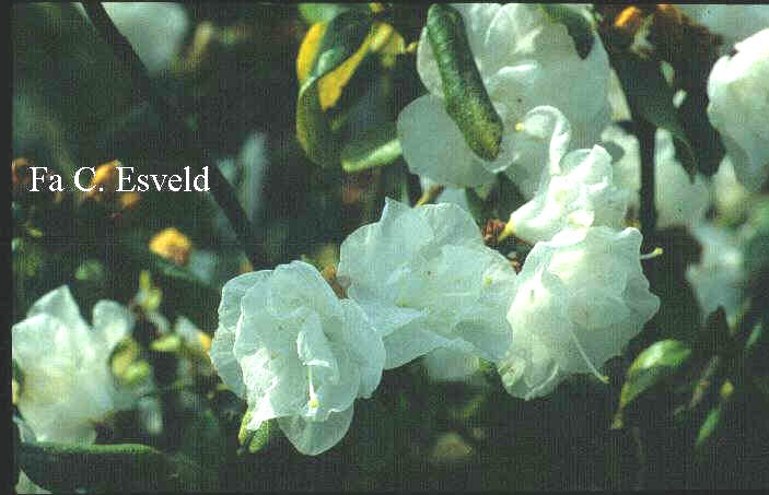 Rhododendron dauricum 'April White'