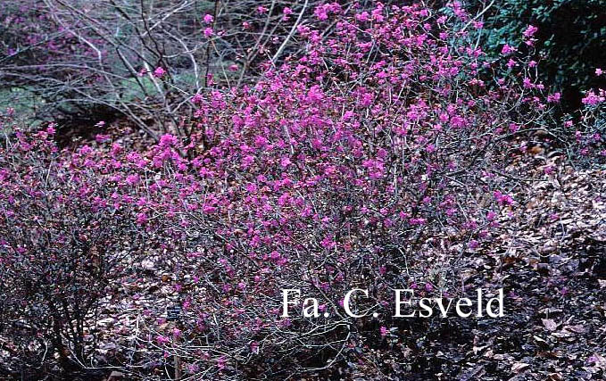 Rhododendron dauricum