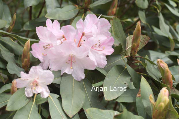 Rhododendron davidii