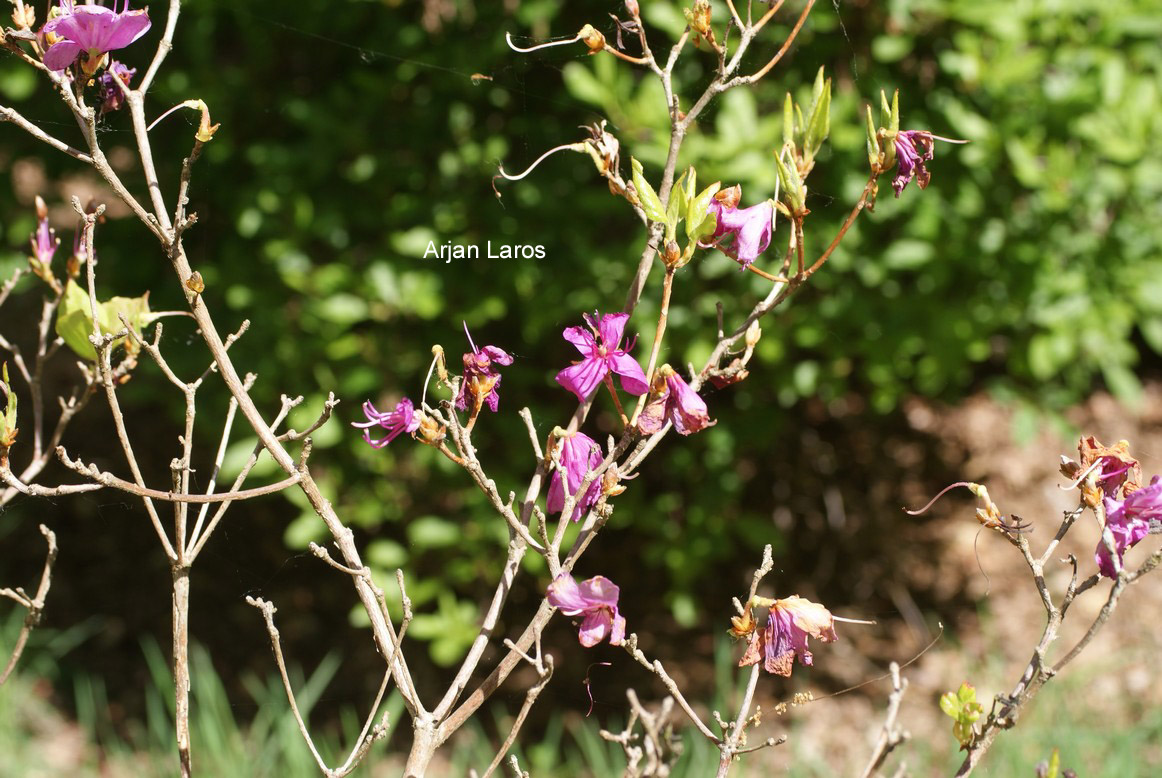 Rhododendron decandrum (81258)