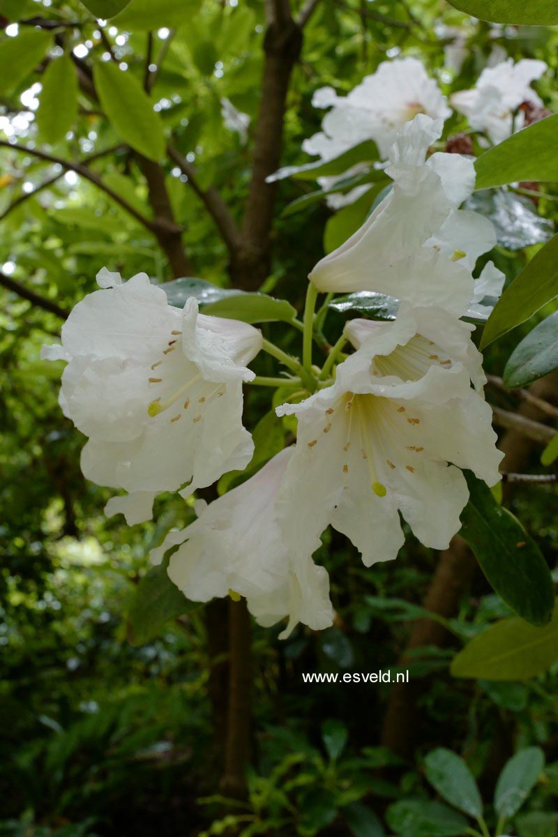 Rhododendron decorum