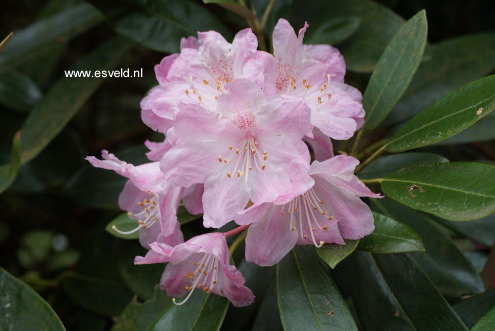 Rhododendron degronianum heptamerum