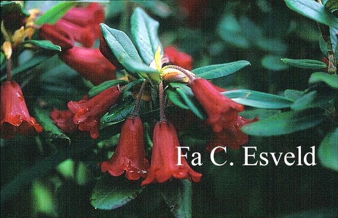 Rhododendron dichroanthum 'Herpesticum' Rhododendron dichroanthum 'Herpesticum'